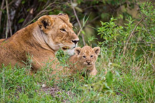 Lions cubs playing under the protection of their mother in the Masai Mara in Kenya