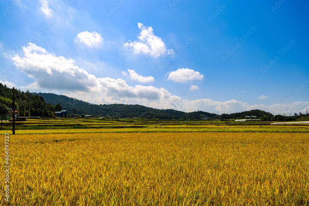 Fototapeta premium field of wheat and sky
