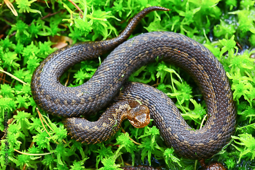 snake viper in the swamp, reptile in the wild, poisonous dangerous animal, wildlife