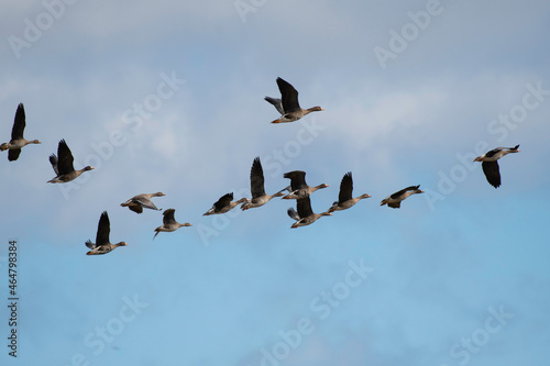 Flock of white-fronted geese flying in the blue sky