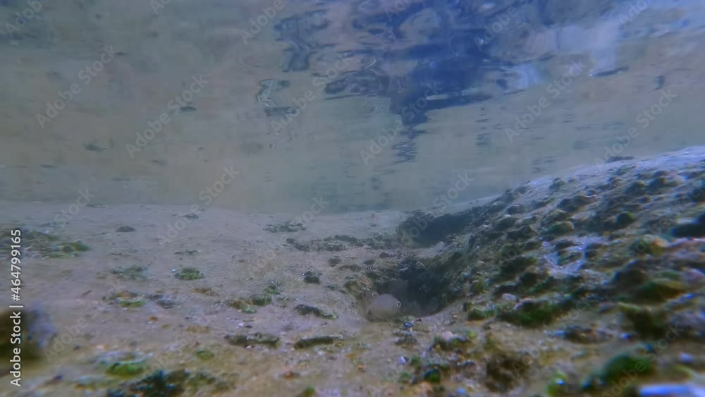 Undersea view with fish