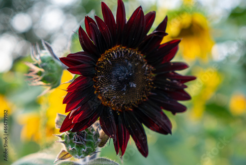 Red sunflower. Dark red sunflower in garden.