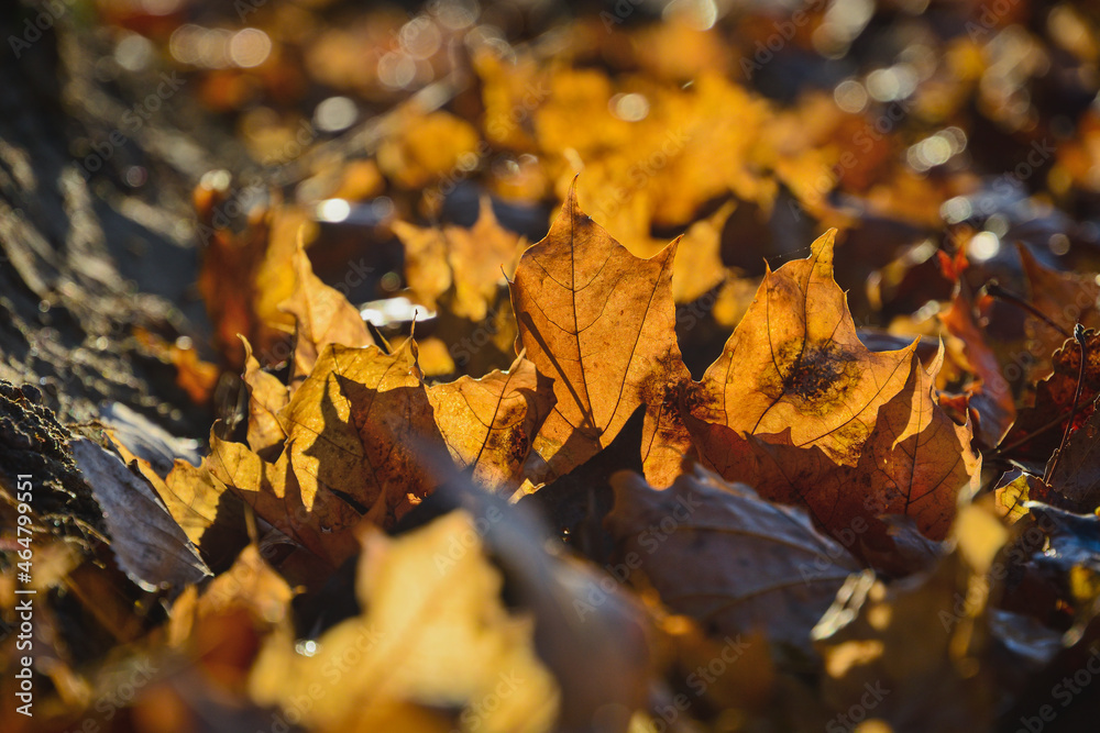 Autumn foliage fallen from the trees lies on the ground . Autumn foliage fallen from the trees lies on the ground .