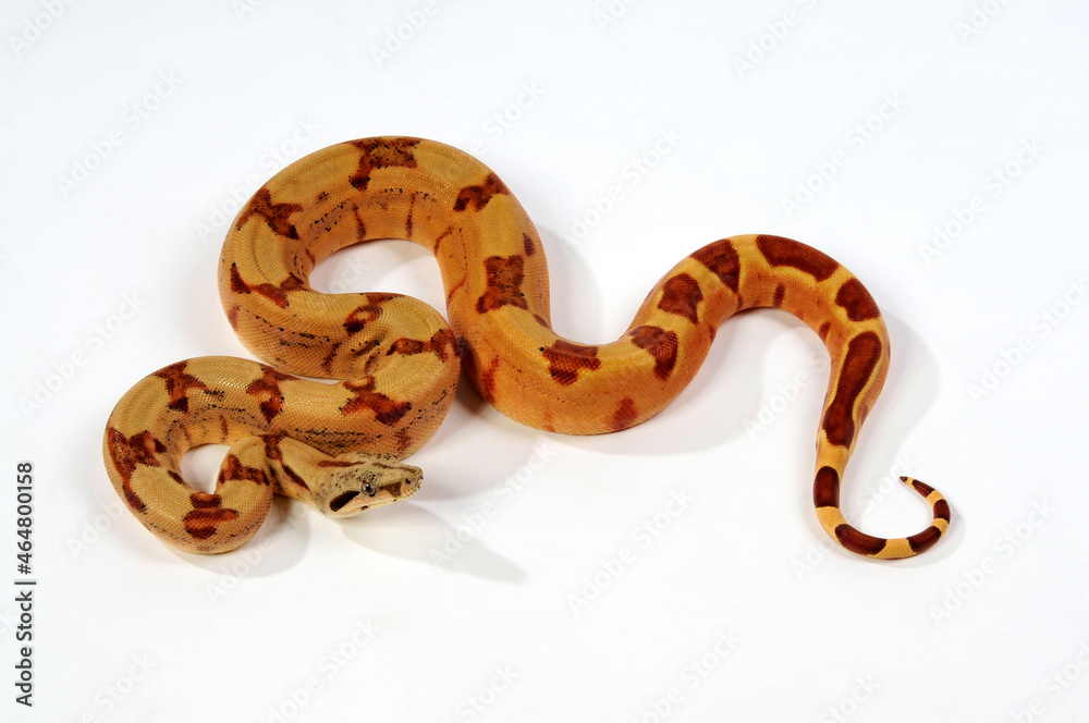 Obraz premium Red-tailed boa // Abgottschlange (Boa constrictor)