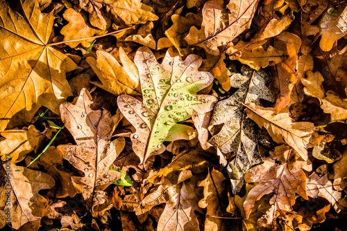 Autumn background-oak leaves fallen leaves lying on the grass  © licvin