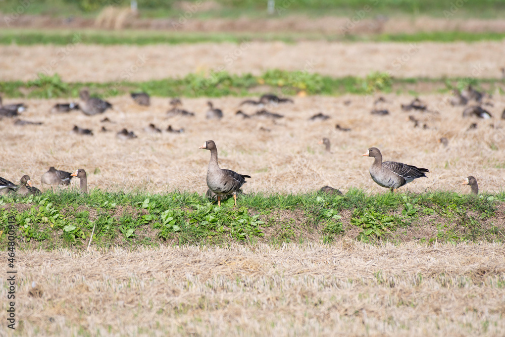Flock of white-fronted geese in the field Flock of white-fronted geese in the field