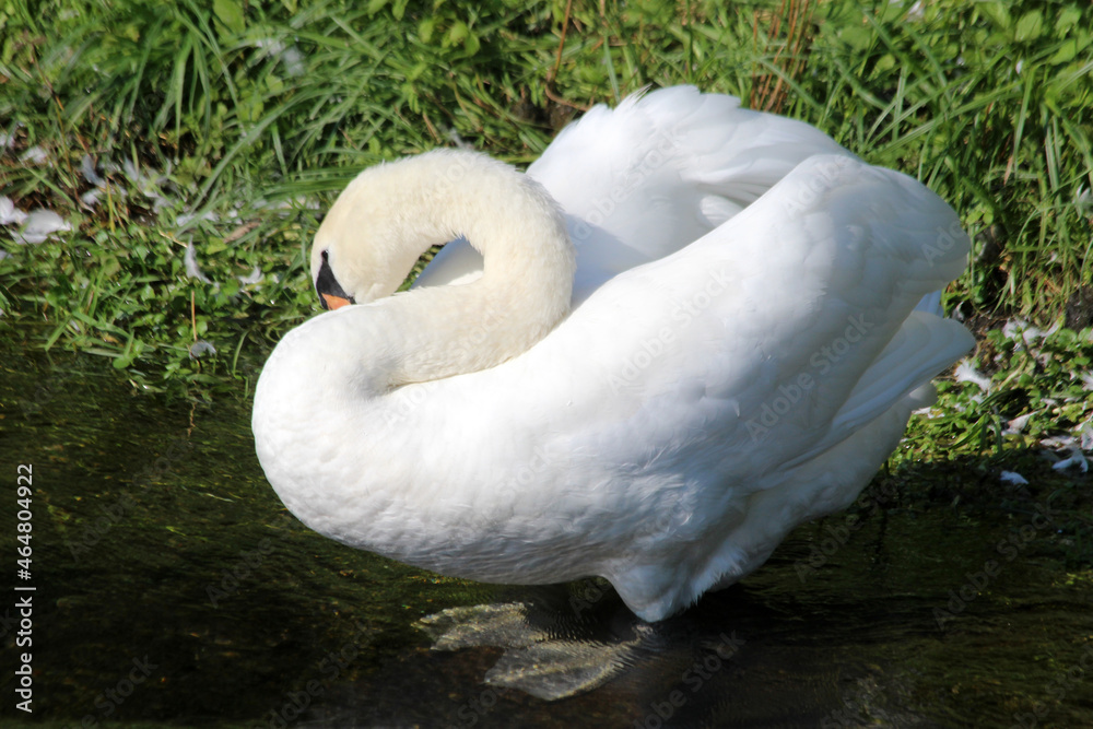 Obraz premium Höckerschwan