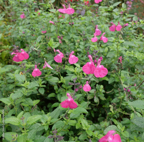 Full frame image of bright pink salvia flowers in autumn or fall