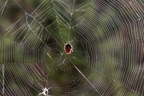 Photography Spinnweben