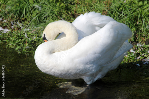 Höckerschwan photo