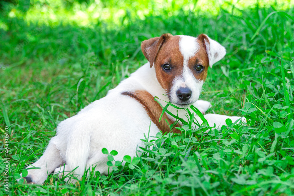 Jack Russell Terrier puppy on grass. Puppy Jack Russell Terrier plays in the bright green carpet closeup. Favorite pet Jack Russell Terrier puppy on grass. Puppy Jack Russell Terrier plays in the bright green carpet closeup. Favorite pet