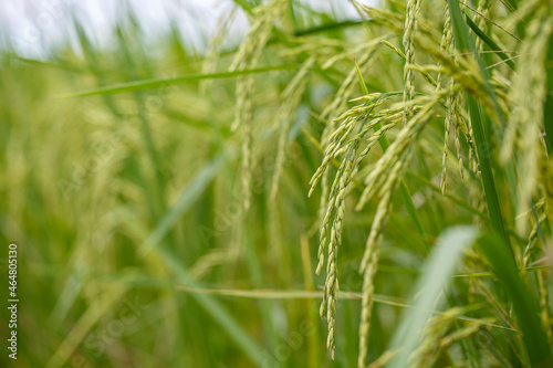 Close-up view of rice