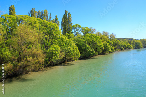 Bright green willow trees growing along the bank of the Uawa River near Tolaga Bay in the Gisborne Region  New Zealand