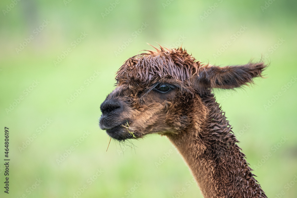 Closeup portrait of an Alpaca, Lama pacos.