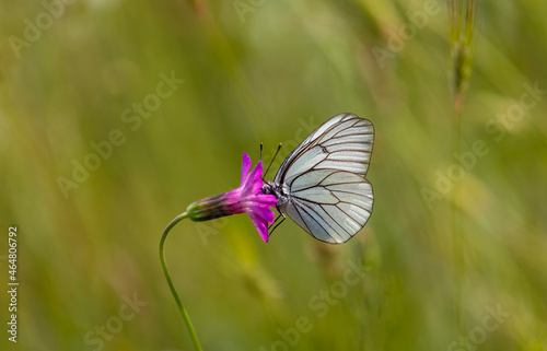 white butterfly feeding on tiny pink flower, Aporia crataegi © kenan