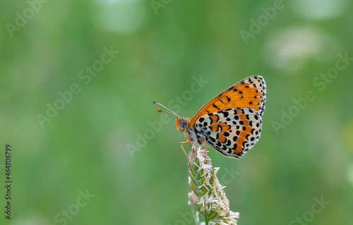 reddish medium-sized butterfly with black spots, Melitaea didyma © kenan