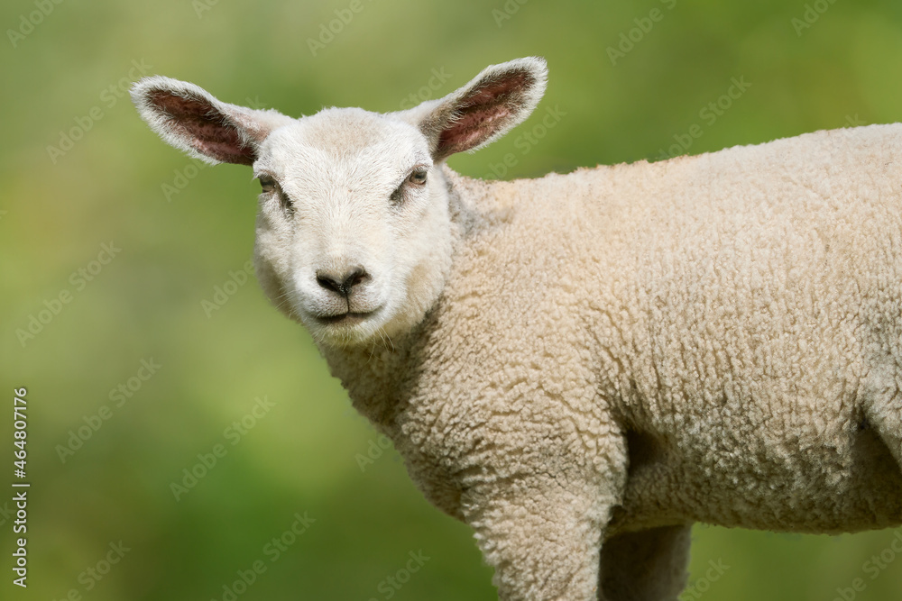 Close up of a white sheep lamb