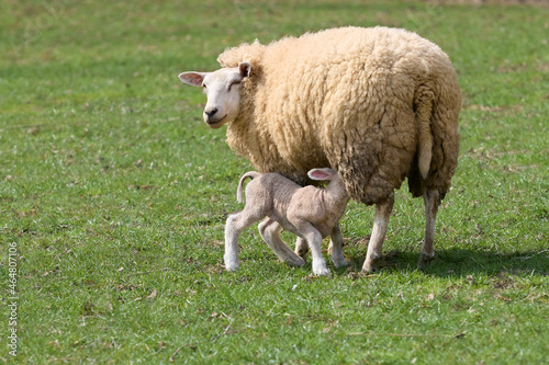 White lamb drinking milk and white ewe sheep photo