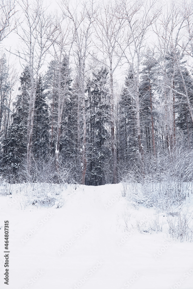 Fototapeta premium Winter forest landscape. Tall trees under snow cover. January frosty day in the park.