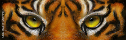 Tiger eyes. Realistic vector illustration of tiger. photo