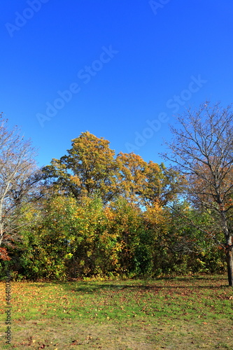 Beginning of the autumn. Color shift in the trees. Clear blue sky, no clouds. Stockholm, Sweden, Scandinavia, Europe.