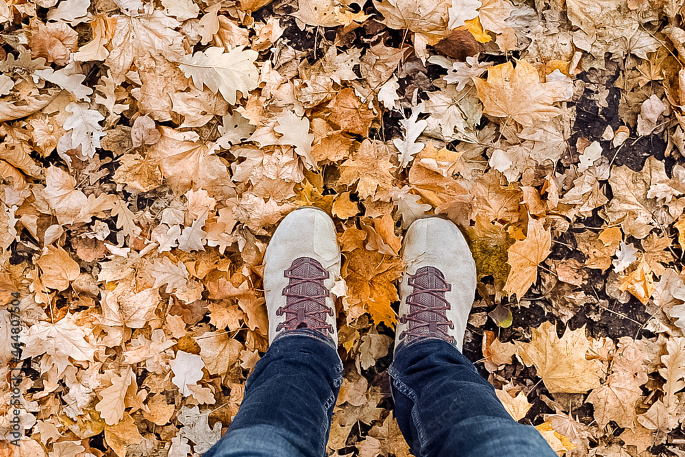 Fototapeta premium feet in mountain boots stand on autumn leaves. The concept of autumn. Walk in the autumn forest.