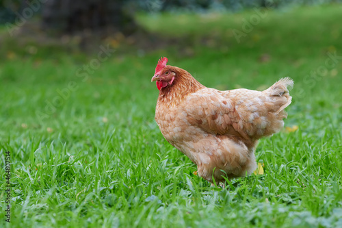 Brown chicken free range in the garden © erwin