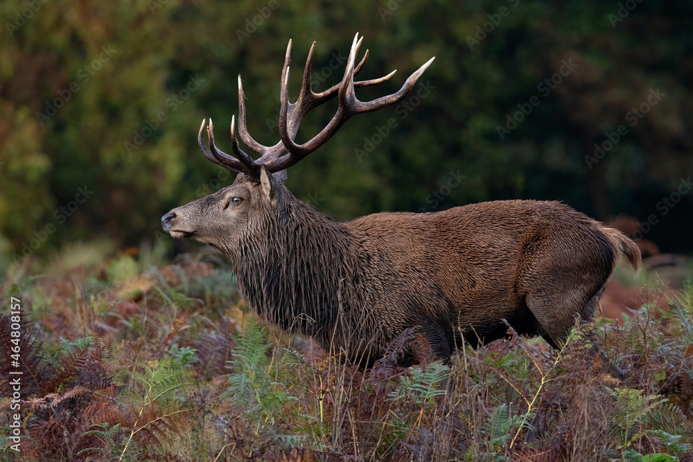 Fototapeta premium Red Deer Stag (Cervus elaphus) in a forest after a thunderstorm