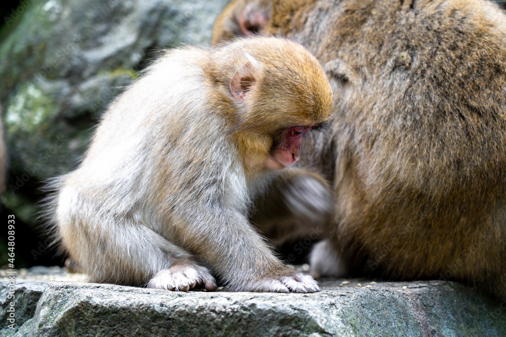 Japanese macaque sitting on a rock - looking sad Japanese macaque sitting on a rock - looking sad
