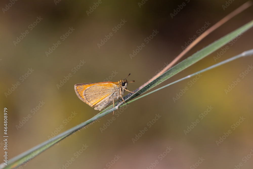 yellow little butterfly in the grass, Thymelicus lineolus