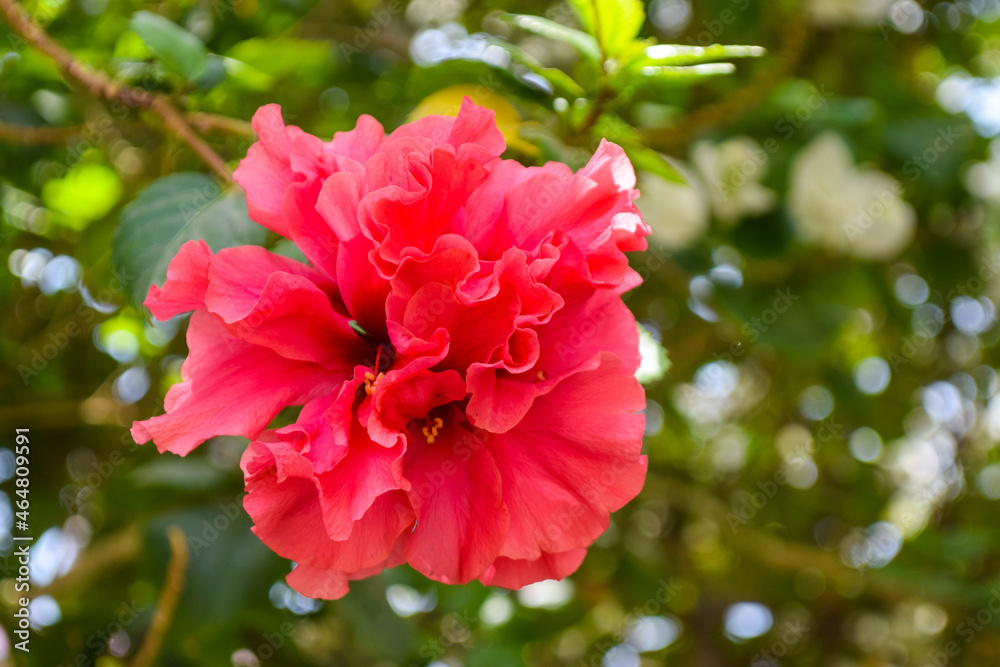 Obraz premium Chinese red rose flower close up, nature flora in garden pollen bloom background wallpaper photo