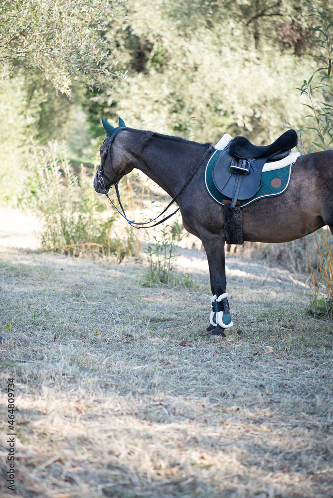 Obraz premium Reitpony
