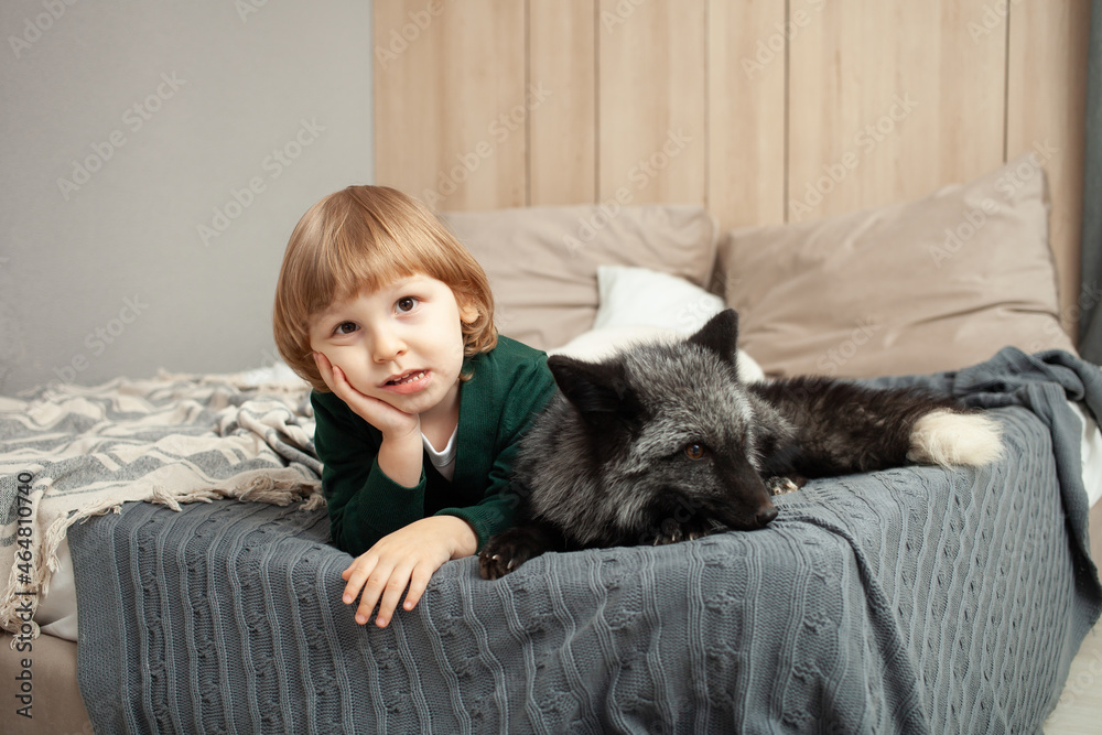 child and a fox lie on the bed, an exotic pet, a predator indoor. Brown fox in the room, care and love for pets. Friendship. problems, allergy to wool, naughty animal child and a fox lie on the bed, an exotic pet, a predator indoor. Brown fox in the room, care and love for pets. Friendship. problems, allergy to wool, naughty animal