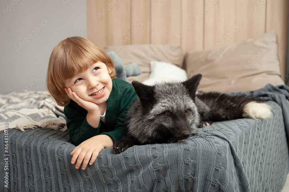 Obraz premium child and a fox lie on the bed, an exotic pet, a predator indoor. Brown fox in the room, care and love for pets. Friendship. boy dreams of a gift, a new animal
