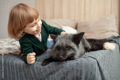 child and a fox lie on the bed, an exotic pet, a predator indoor. Brown fox in the room, care and love for pets. Friendship. boy strokes fox photo