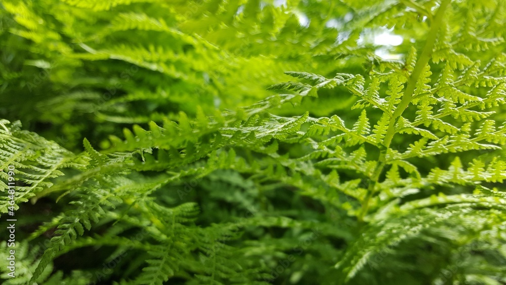 Fern leaves in the fore, middle and background