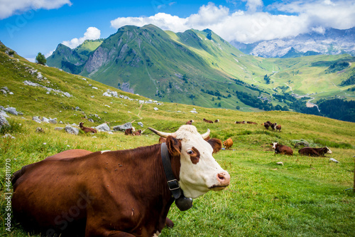 Cows in a mountain field. The Grand-Bornand, France photo