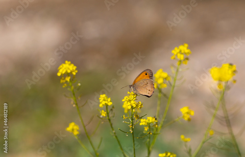 brown butterfly in yellow flowers, Maniola telmessia © kenan