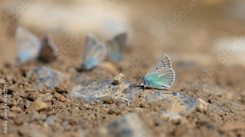 butterfly community taking minerals from the ground, Polyommatus fatima