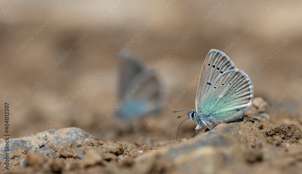 butterfly community taking minerals from the ground, Polyommatus fatima