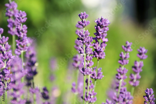 Purple lavender flowers with soft light effect for your floral background. Pastel lavender flowers for your cover or poster template. Abstract background with fragrant herbs in Provence.