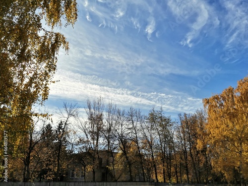 autumn landscape with trees