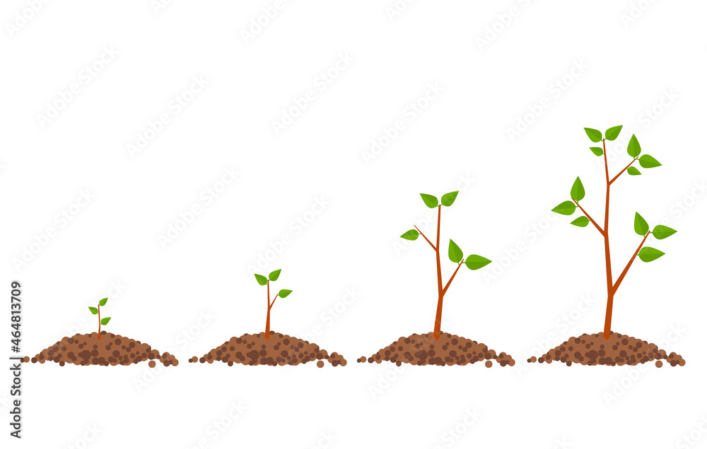 Steps of a plant growing. Evolution concept. Vector illustration ...