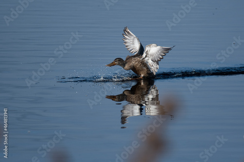 Northern Shoveler  landing in water photo