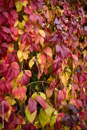 Beautiful jagged red leaves of Parthenocissus quinquefolia in Indian summer. Autumn background. Background, texture of autumn bright colorful leaves of Parthenocissus.