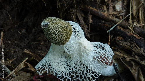  Phallus indusiatus or Dancing mushroom