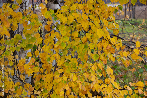 Photos Golden Autumn Macro Birch Leaves Texture Landscape Yellow Green Nature Backgroun