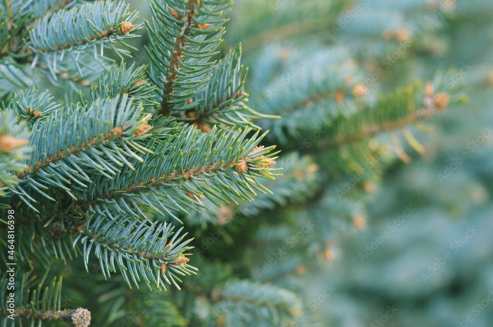 Christmas and 2022 New Year wallpaper or background. Green fir tree branch closeup photography