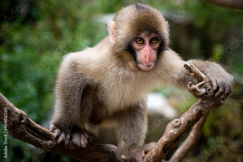 Japanese macaque - a beautiful animal