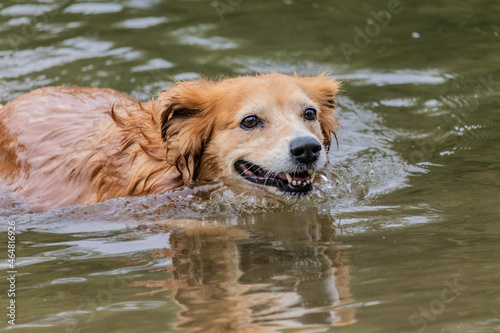 Chien